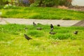 Starlings searching for the worm on the ground. A common starling, also known as the European starling, sturnus vulgaris, eating w Royalty Free Stock Photo