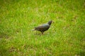 Starlings searching for the worm on the ground. A common starling, also known as the European starling, sturnus vulgaris, eating w Royalty Free Stock Photo