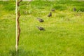 Starlings searching for the worm on the ground. A common starling, also known as the European starling, sturnus vulgaris, eating w Royalty Free Stock Photo