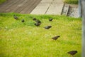 Starlings searching for the worm on the ground. A common starling, also known as the European starling, sturnus vulgaris, eating w Royalty Free Stock Photo