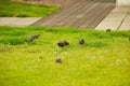 Starlings searching for the worm on the ground. A common starling, also known as the European starling, sturnus vulgaris, eating w Royalty Free Stock Photo