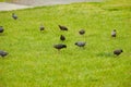 Starlings searching for the worm on the ground. A common starling, also known as the European starling, sturnus vulgaris, eating w Royalty Free Stock Photo