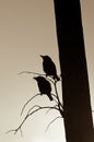 Starlings Silhouettes