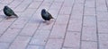 Starlings sit on a road Royalty Free Stock Photo