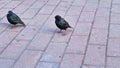 Starlings sit on a road Royalty Free Stock Photo