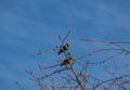 Starlings sit on a tree and sing a spring song, a symbol of spring