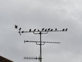 Starlings sitting on antenna