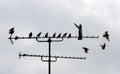 Starlings sitting on antenna