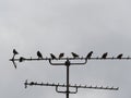 Starlings sitting on antenna