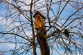 Starlings sitting on a branch next to the birdhouse on a tree in front of blue sky. Early spring morning photo