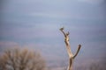 Starlings sitting on a branch