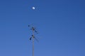 Starlings sitting under the moon. Blue sky background.