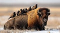 Starlings (Sternus vulgaris) gather on the back of a bison in the Rocky Mountain Arsenal National Wildlife Refuge