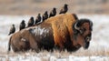 Starlings (Sturnus vulgaris) perch in a row on the back of a bison in the Rocky Mountain Arsenal National Wildlife