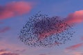Starlings in the sunset