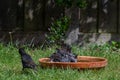 Starlings washing and preening in a bird bath Royalty Free Stock Photo