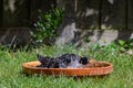 Starlings washing and preening in a bird bath Royalty Free Stock Photo