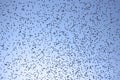 Starlings winter in Europe by many millions - birds ib sky