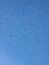 Starlings winter in Europe by many millions - birds ib sky