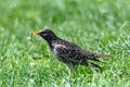 StarlingSturnus vulgaris sitting on the grass