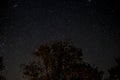 Starlit sky at night - trees and stars Royalty Free Stock Photo