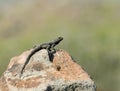 Starred Agama Lizard