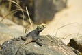 Starred Agama lizard Royalty Free Stock Photo