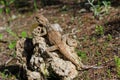 Starred Agama lizard on a rock at the island of Delos in Cyprus