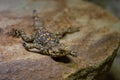 Starred Agama - Stellagama stellio, beautiful unique ground lizard