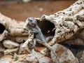 Starred agama, Stellagama stellio, inhabits the dry rocky habitats of southern Europe, feeds on insects Royalty Free Stock Photo