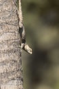 A starred agama sunbathing on a palm tree stem Royalty Free Stock Photo