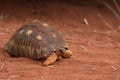 Starred Tortoise