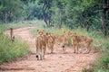 Starring group of young Lions in the Kapama Game Reserve.