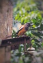 Starring rufous treepie Royalty Free Stock Photo