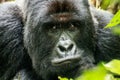 Starring Silverback Mountain gorilla Royalty Free Stock Photo