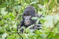 Starring SIlverback Mountain gorilla in the Virunga National Park. Royalty Free Stock Photo