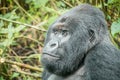 Starring Silverback Mountain gorilla. Royalty Free Stock Photo