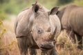 Starring White rhino with oxpeckers in the Kruger. Royalty Free Stock Photo