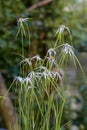 Starrush whitetop Rhynchospora colorata some starry white flowers Royalty Free Stock Photo