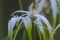 Starrush whitetop Rhynchospora colorata a starry white flower Royalty Free Stock Photo