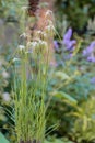 Starrush whitetop Rhynchospora colorata starry white flowers Royalty Free Stock Photo