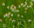 Starrush whitetop - Rhynchospora colorata - is a unique and long-lived perennial sedge that occurs naturally in wet flatwoods, wet Royalty Free Stock Photo