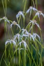 Starrush whitetop Rhynchospora colorata white star grass flowers Royalty Free Stock Photo