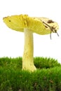 Starry agaric growning on the moss Royalty Free Stock Photo
