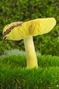 Starry agaric (Tricholoma flavovirens) mushroom