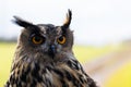 Starry eagle owl