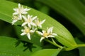 Starry False Solomon's-Seal - Maianthemum stellatum Royalty Free Stock Photo