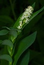 Starry False Solomon`s-seal - Maianthemum stellatum Royalty Free Stock Photo