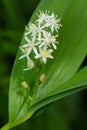 Starry False Solomon`s-Seal - Maianthemum stellatum Royalty Free Stock Photo