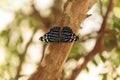 Starry night cracker butterfly Hamadryas laodamia